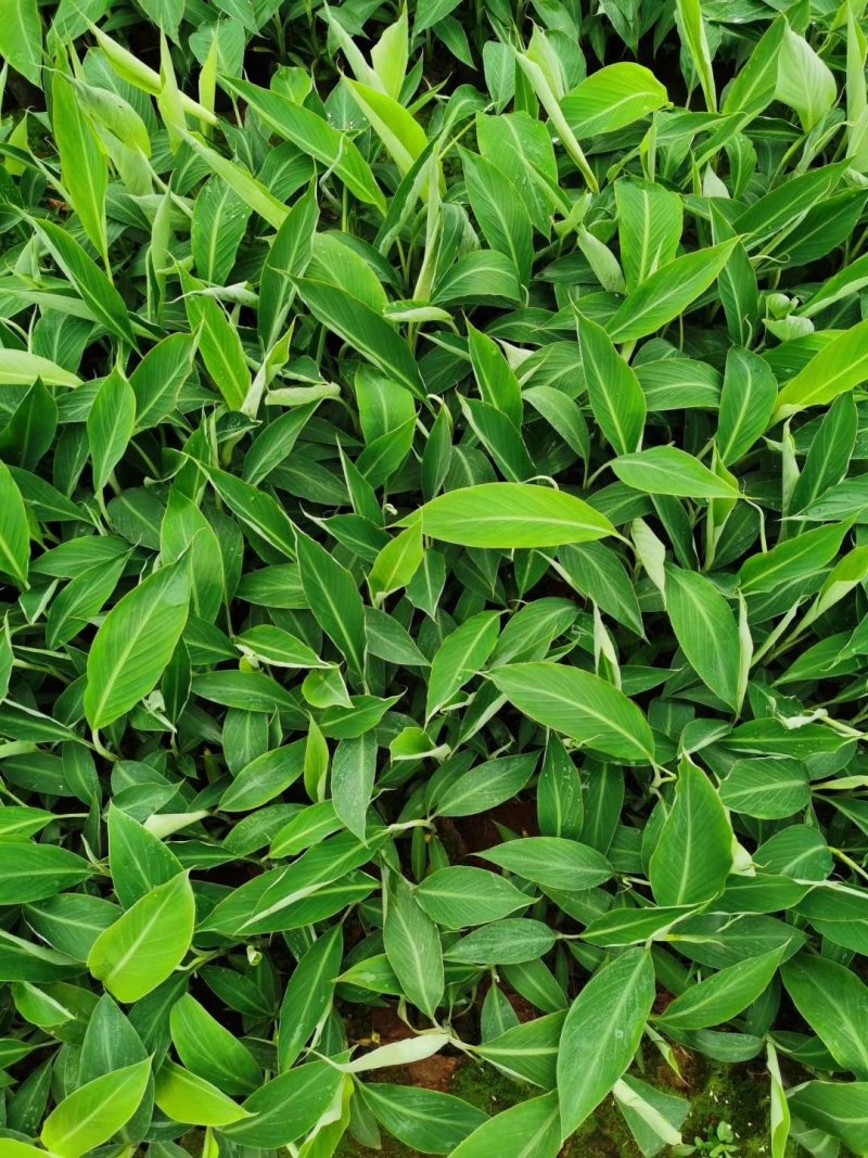 新品种红香蕉苗皇帝蕉矮化蕉芭蕉西贡蕉粉蕉南方果树苗木盆栽