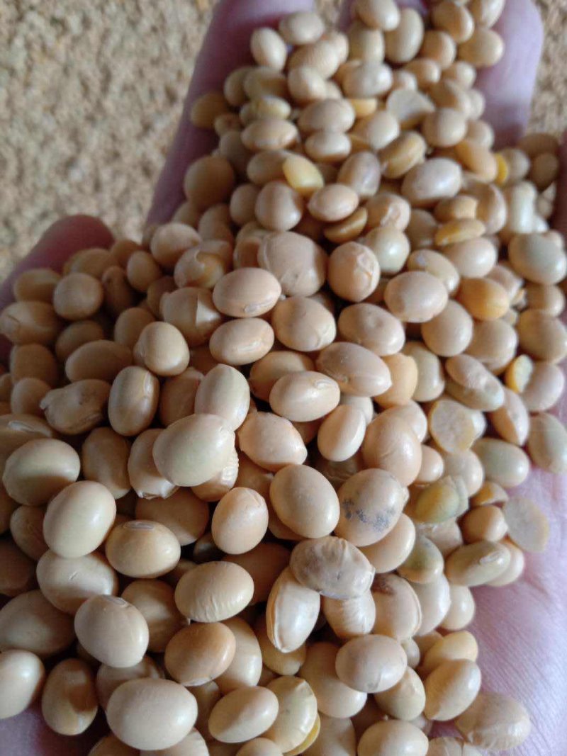 乌克兰非转基因高蛋白大豆黄豆