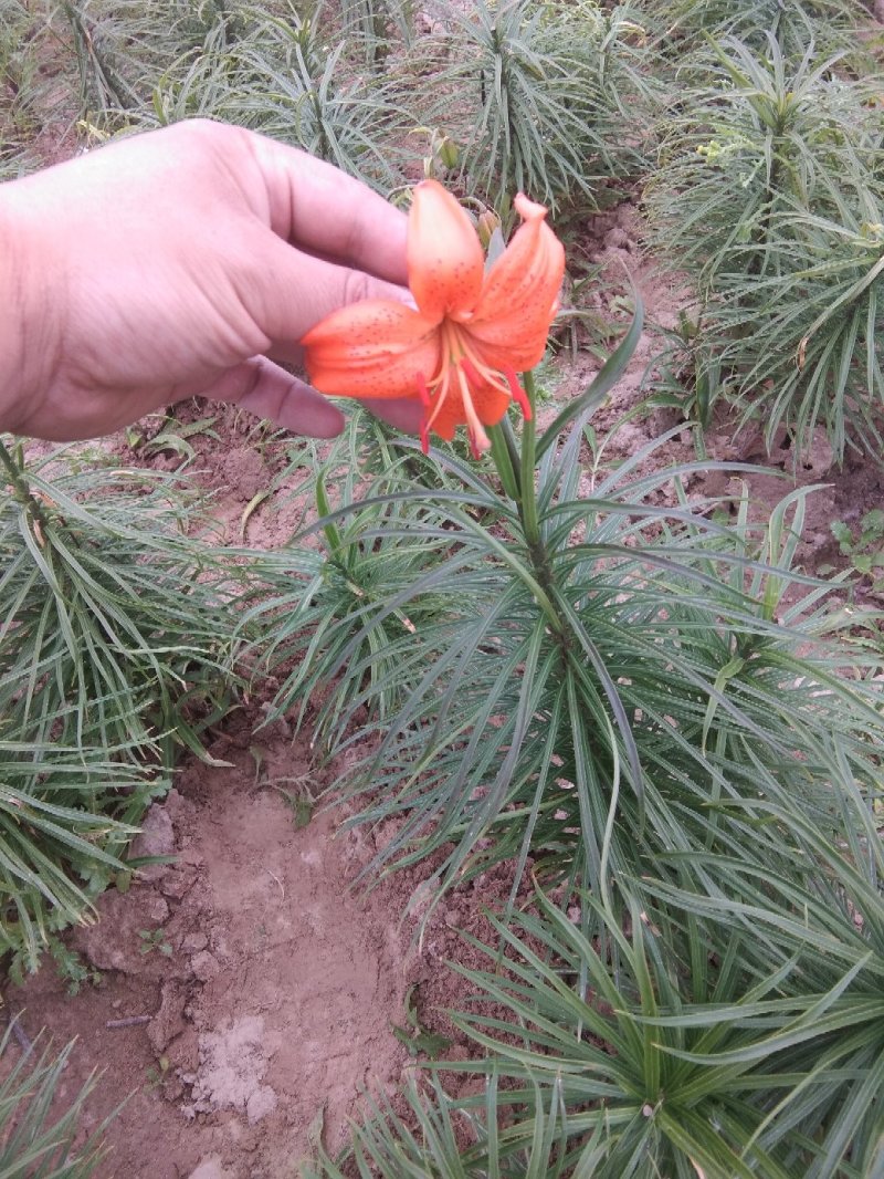 未处理表面带土原生态小百合，中百合，大百合，