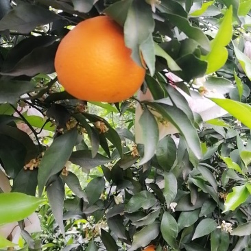 水果批发柑橘青见