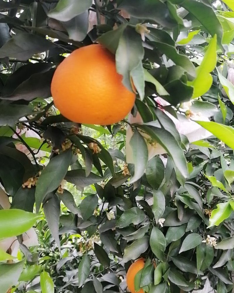 水果批发柑橘青见