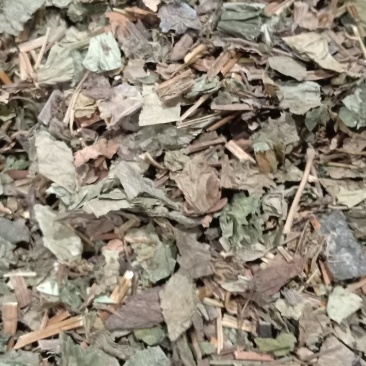 鱼腥草秦岭野生鱼腥草干货鱼腥草干折耳根凉茶咽戒烟必备鱼腥