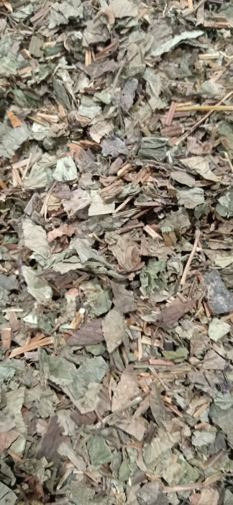 鱼腥草秦岭野生鱼腥草干货鱼腥草干折耳根凉茶咽戒烟必备鱼腥