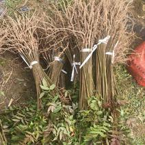春树苗，香椿苗，红油香椿，苗高40~80厘米