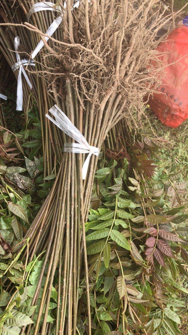 香椿苗，红油香椿，香椿树苗。苗高40~100厘米