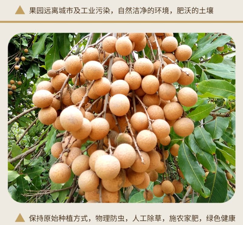 农伯惠泰国进口龙眼新鲜当季水果大桂圆应季采摘整箱批
