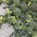 优质西兰花大量上市品种好价格低廉耐寒菜品西兰花