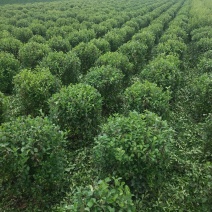 卫矛球。50_1.2冠幅好。树型优美，规格齐全，常年供应