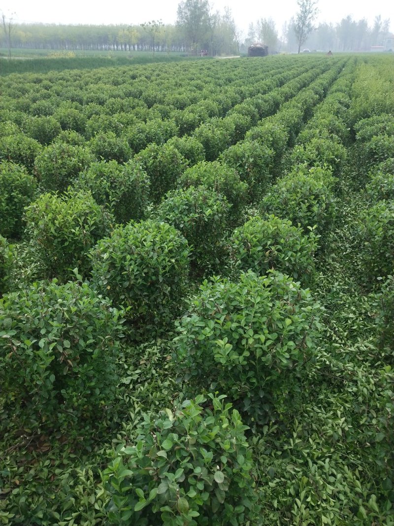 卫矛球。50_1.2冠幅好。树型优美，规格齐全，常年供应