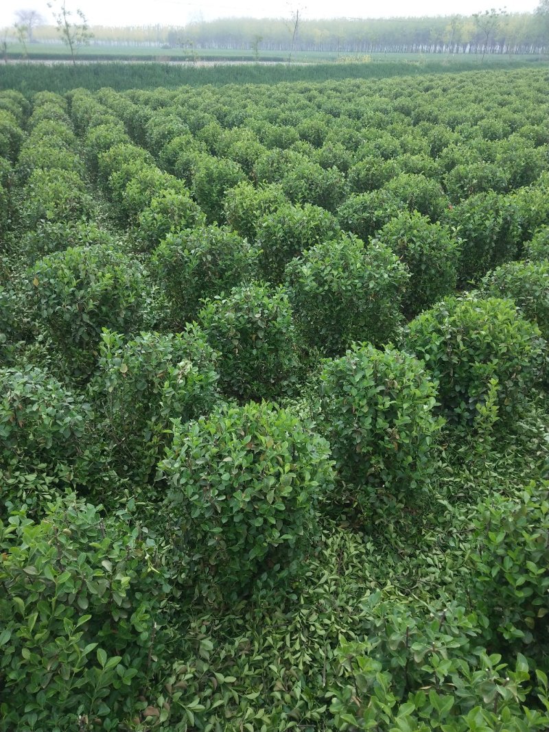 卫矛球。50_1.2冠幅好。树型优美，规格齐全，常年供应