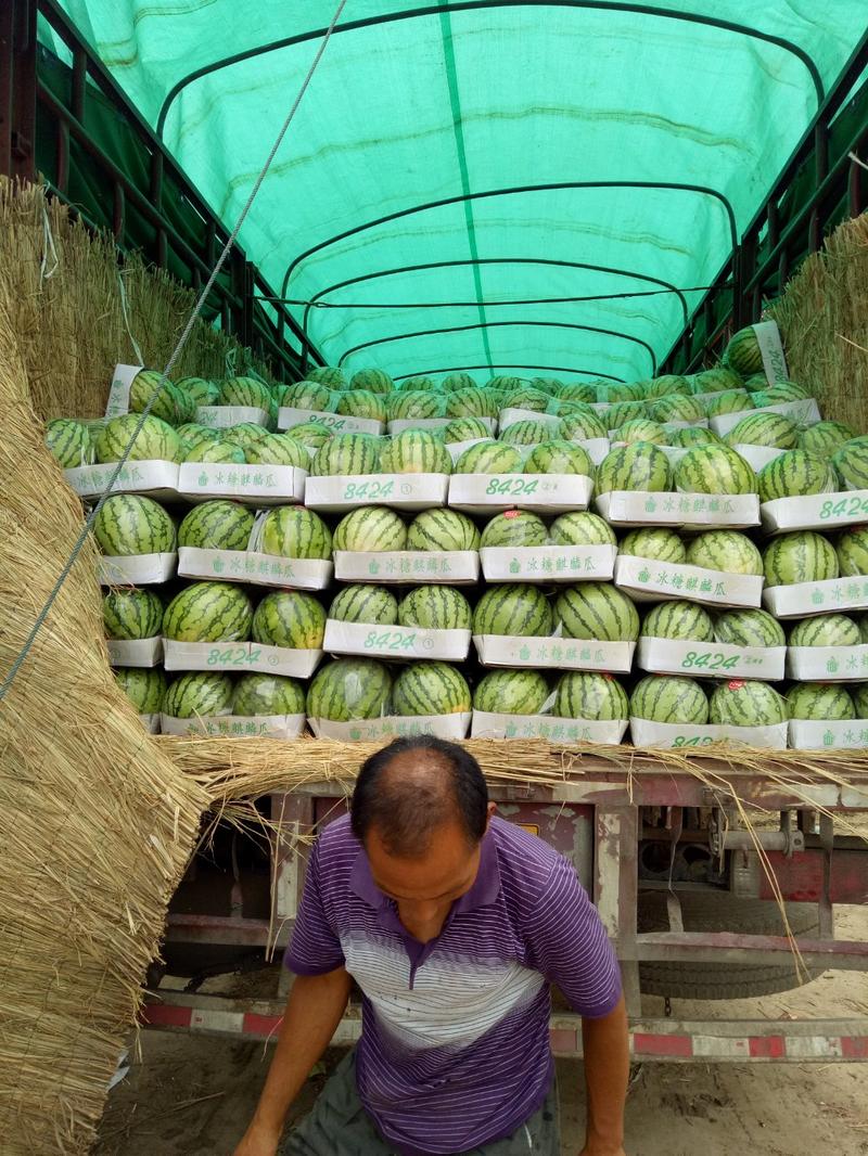 精品8424西瓜品种齐全，产地直供，全国代发。