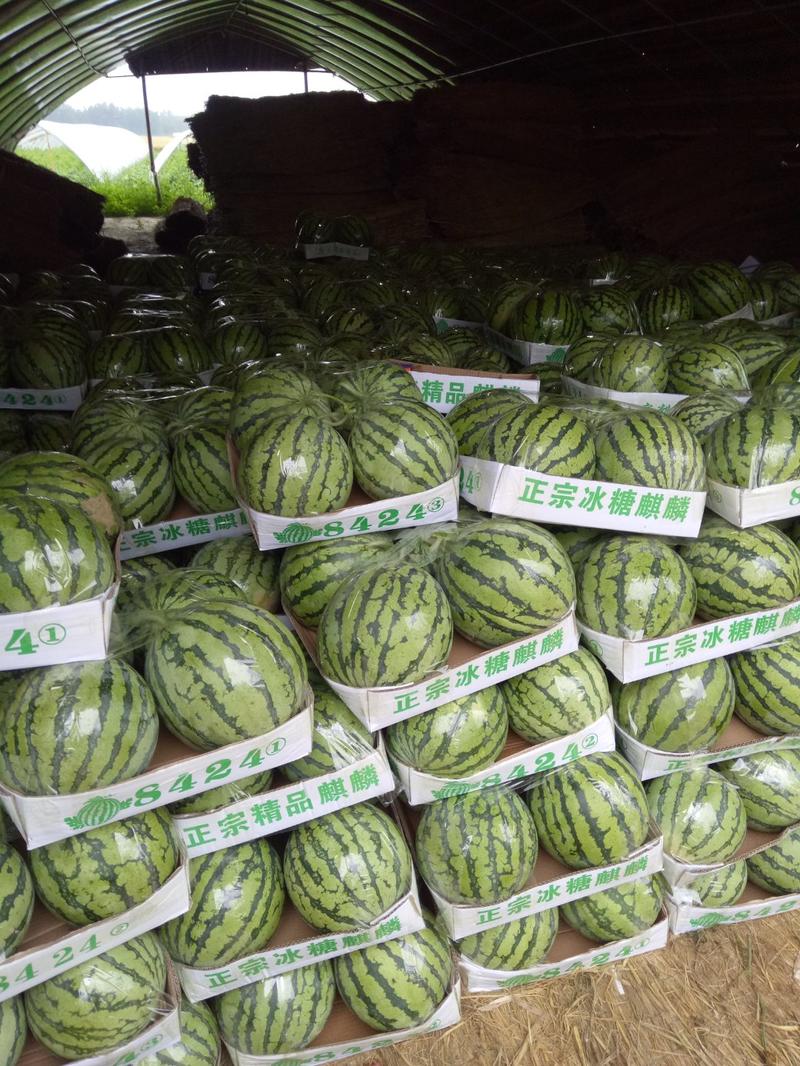 精品8424西瓜品种齐全，产地直供，全国代发。