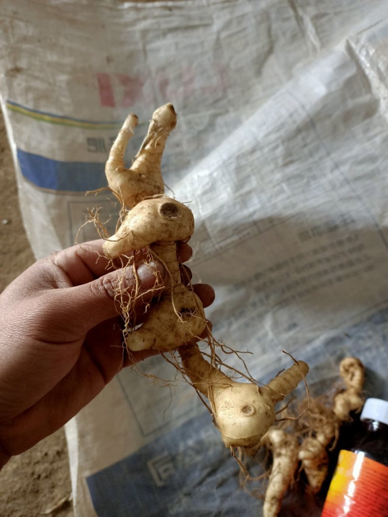 黄精鸡头黄精，，，，，，
