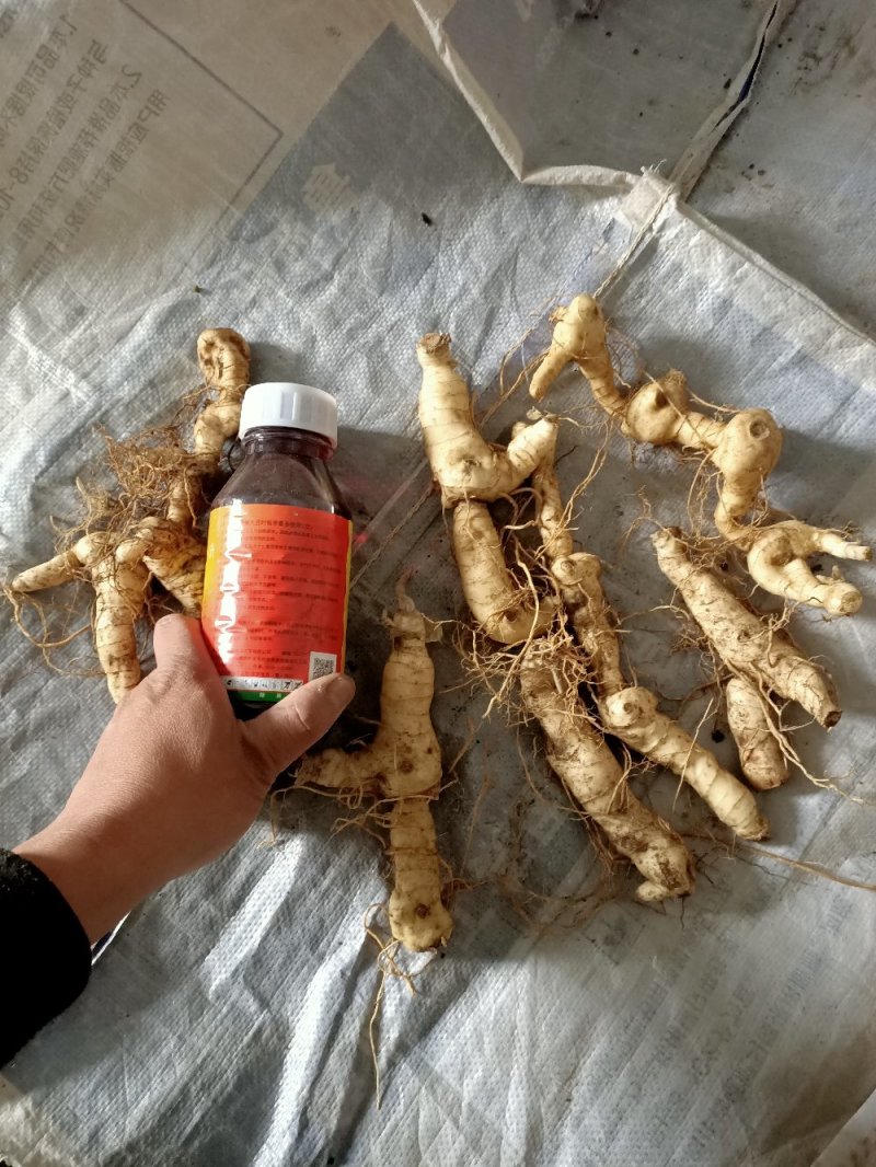 黄精鸡头黄精，，，，，，