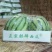 早佳西瓜新鲜采摘5斤打底一茬量大从优万亩基地