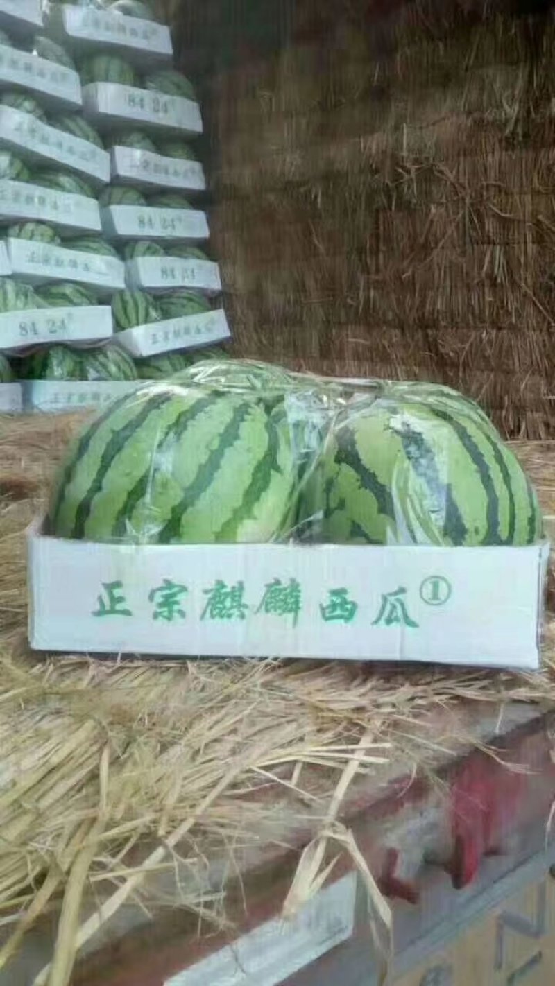 早佳西瓜新鲜采摘5斤打底一茬量大从优万亩基地