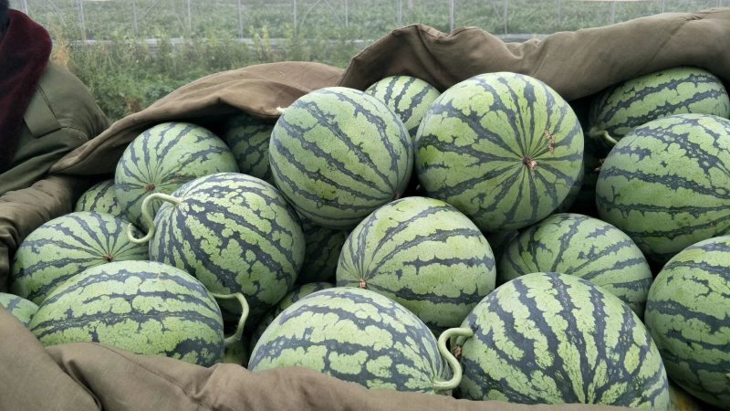 早佳西瓜新鲜采摘5斤打底一茬量大从优万亩基地