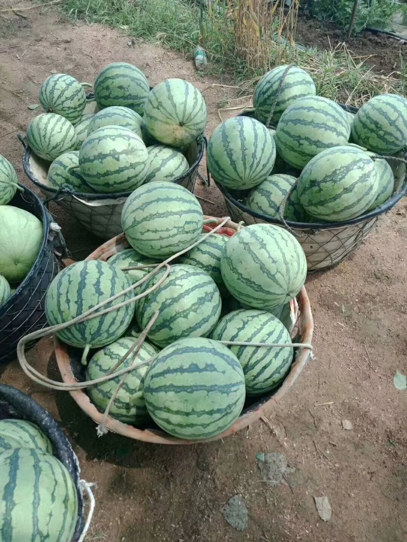 早佳西瓜新鲜采摘5斤打底一茬量大从优万亩基地