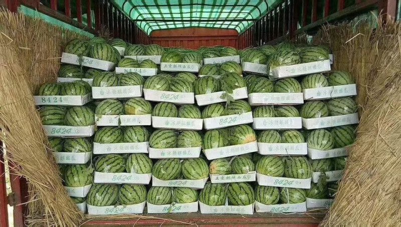 早佳西瓜新鲜采摘5斤打底一茬量大从优万亩基地