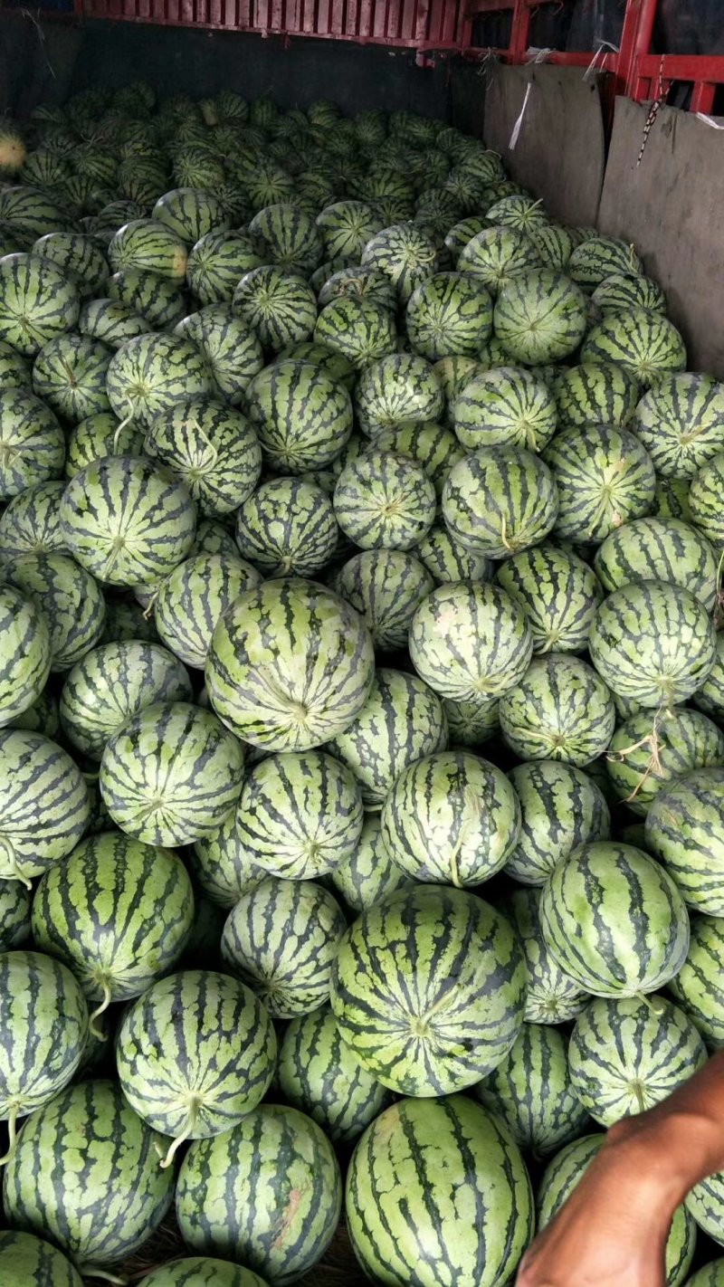 早佳西瓜新鲜采摘5斤打底一茬量大从优万亩基地