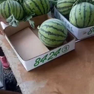 早佳西瓜新鲜采摘5斤打底一茬量大从优万亩基地