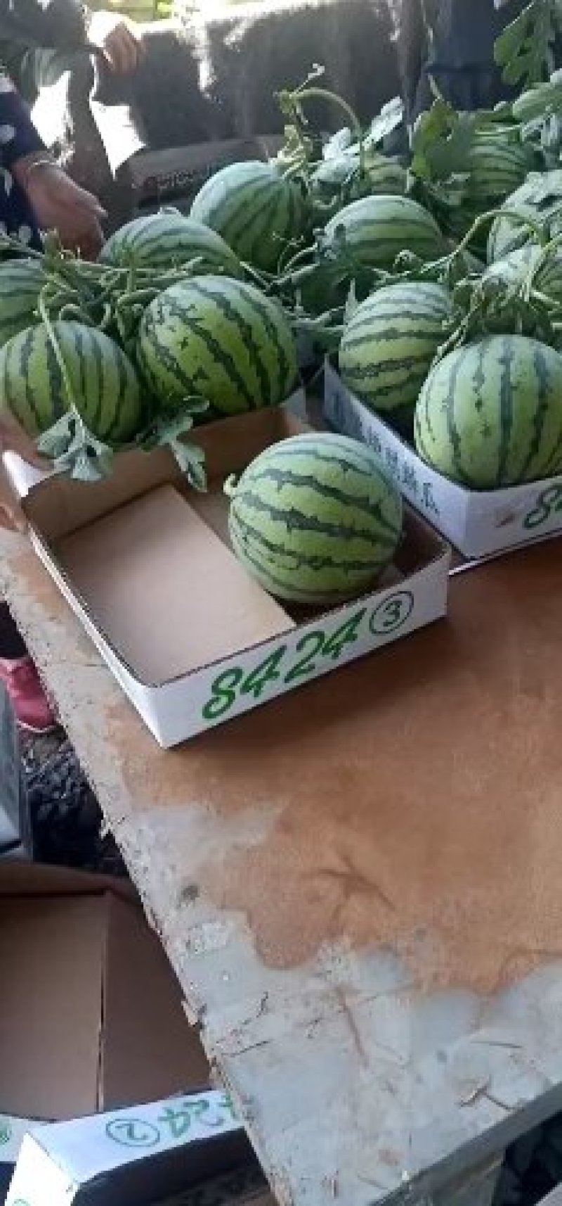 早佳西瓜新鲜采摘5斤打底一茬量大从优万亩基地
