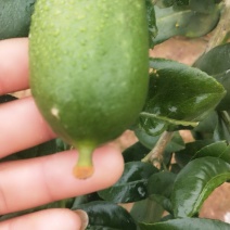香水柠檬