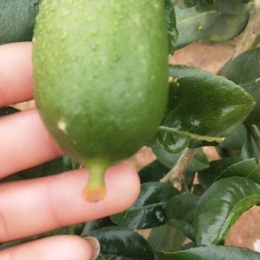 香水柠檬