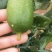 香水柠檬