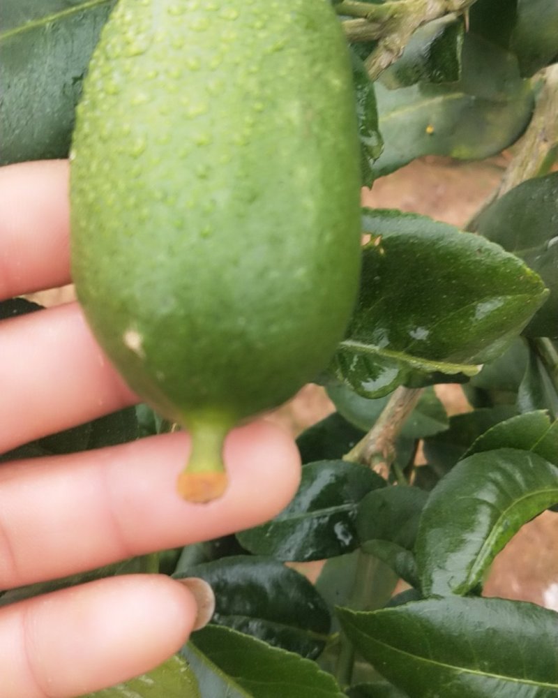 香水柠檬