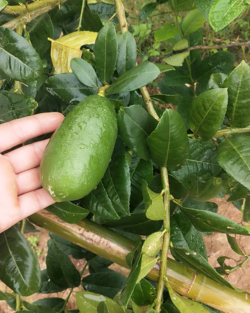 香水柠檬