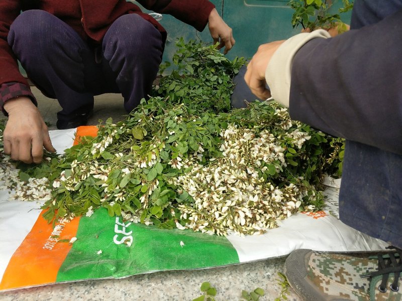 新鲜洋愧花现采现发大量供货