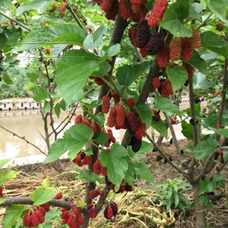 长果桑树苗大果桑树苗长果桑苗适合盆栽庭院种植包邮