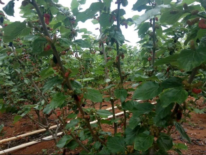 长果桑树苗大果桑树苗长果桑苗适合盆栽庭院种植包邮