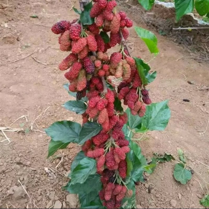 长果桑树苗大果桑树苗长果桑苗适合盆栽庭院种植包邮