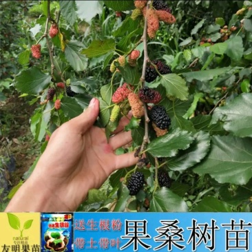 长果桑树苗大果桑树苗长果桑苗适合盆栽庭院种植包邮