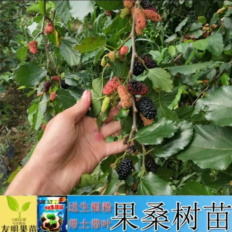长果桑树苗大果桑树苗长果桑苗适合盆栽庭院种植包邮