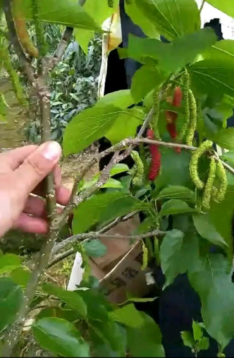 长果桑树苗大果桑树苗长果桑苗适合盆栽庭院种植包邮