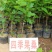 长果桑树苗大果桑树苗长果桑苗适合盆栽庭院种植包邮