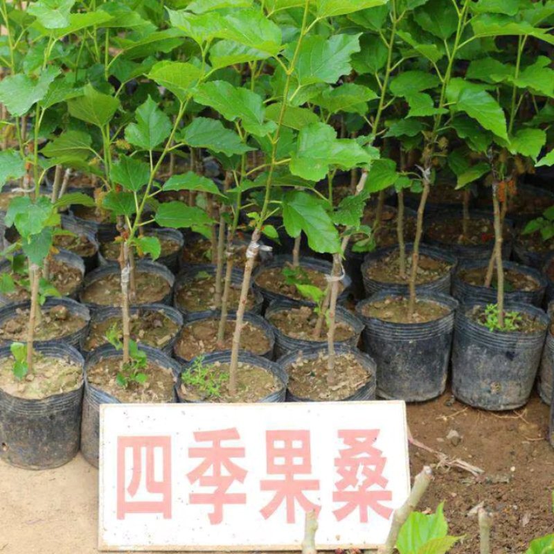 长果桑树苗大果桑树苗长果桑苗适合盆栽庭院种植包邮