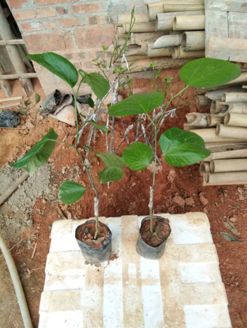 长果桑树苗大果桑树苗长果桑苗适合盆栽庭院种植包邮