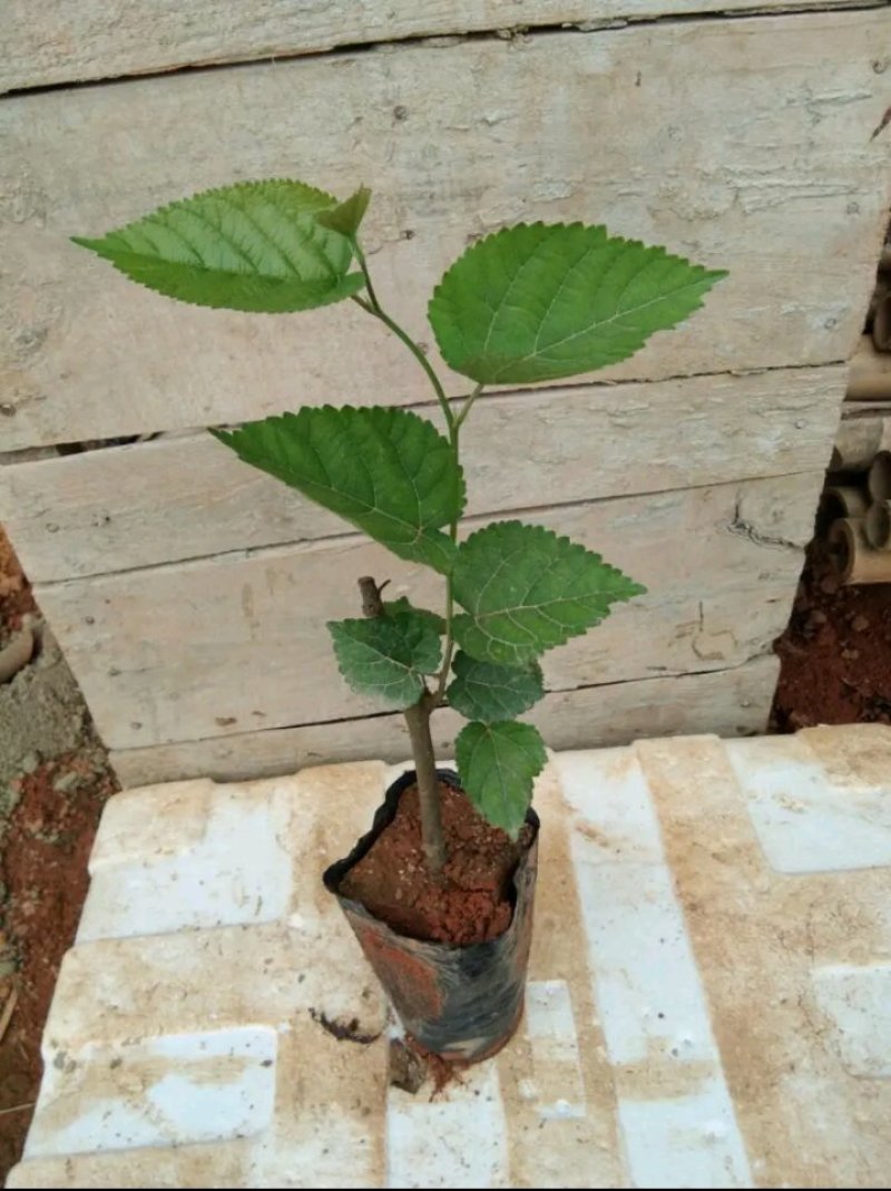 长果桑树苗大果桑树苗长果桑苗适合盆栽庭院种植包邮