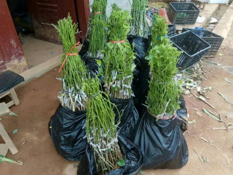 长果桑树苗大果桑树苗长果桑苗适合盆栽庭院种植包邮