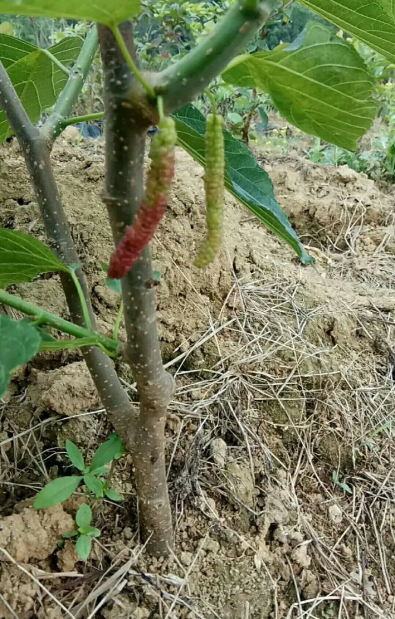 长果桑树苗大果桑树苗长果桑苗适合盆栽庭院种植包邮