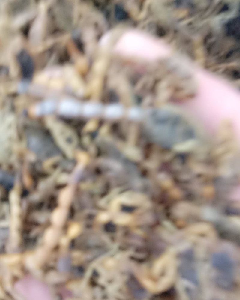 全虫，常年批发供应各种规格全虫，蝎子中药材