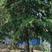 大雪松树44公分，各种工程用雪松苗，1.5—9米都有。