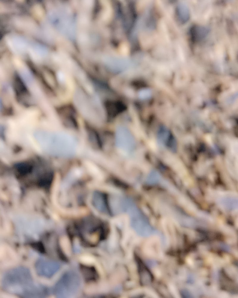 全虫，常年批发供应各种规格全虫，蝎子中药材