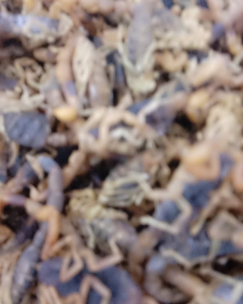 全虫，常年批发供应各种规格全虫，蝎子中药材