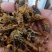 全虫，常年批发供应各种规格全虫，蝎子中药材