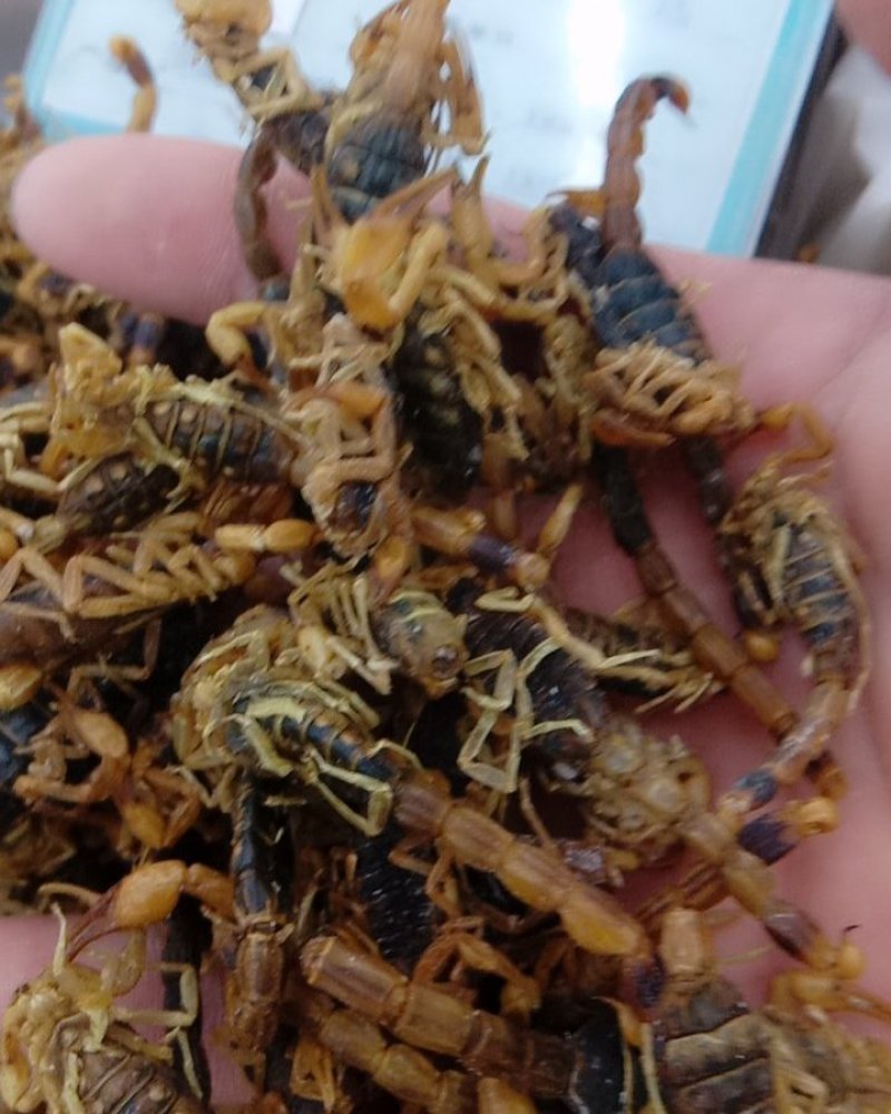 全虫，常年批发供应各种规格全虫，蝎子中药材